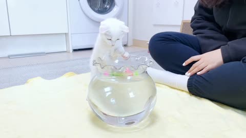 Cats catching fish