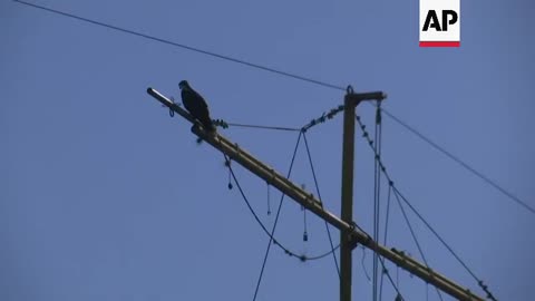 Venezuelans participate in bird count in Caracas