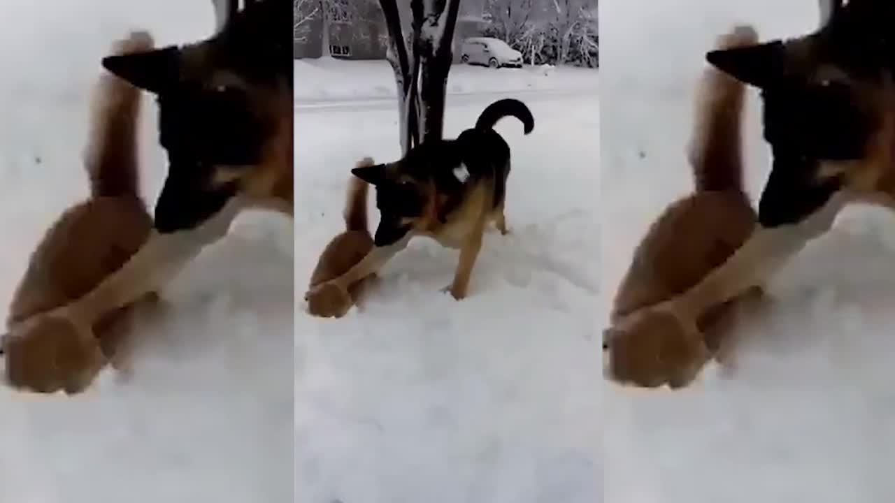 Cat And German Shepherd Play Together In Snow 🤣