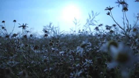 The beautiful sea of flowers brings you good mood