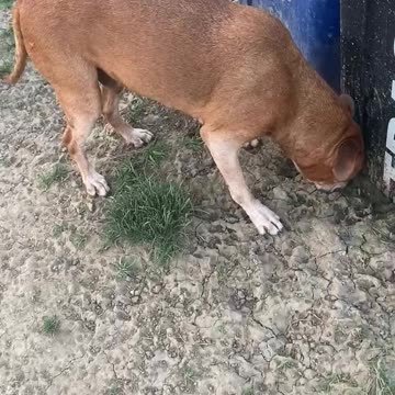 Hotter today but dog was fine