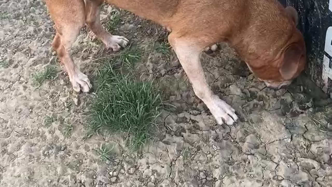 Hotter today but dog was fine