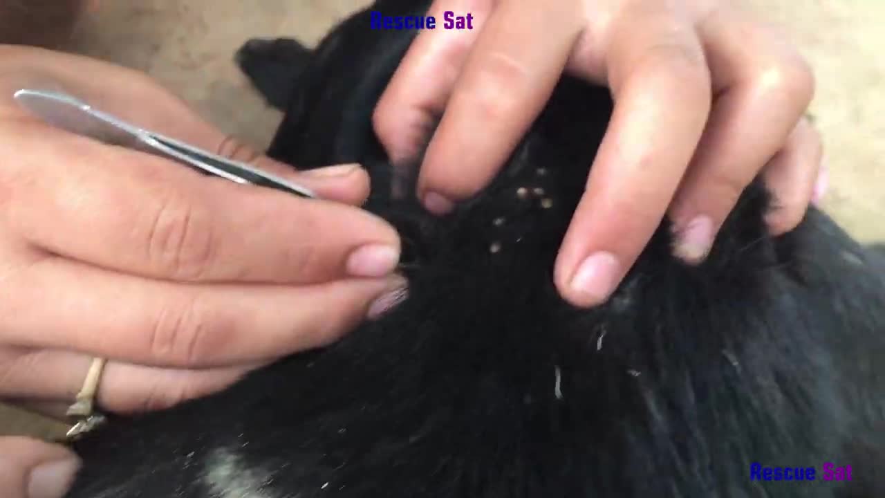 Removal Any Big Ticks On The Poor Dog##02