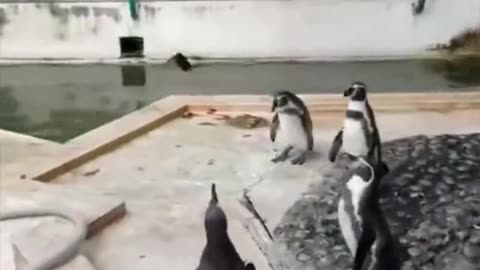 Penguins Chase A Butterfly