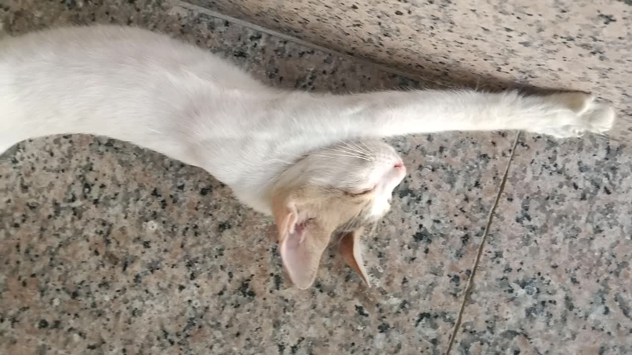 Lazy cat