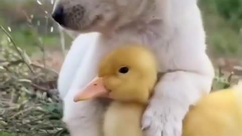 Best Friendship Animals video