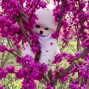 Dog Videos Dog Compilation Amazing Dog Best Dog Videos Funny Dog Baby-cute dog🐶🐶#shorts 2023