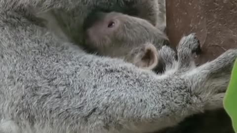 Careful cultivation circle from mom in my arms,