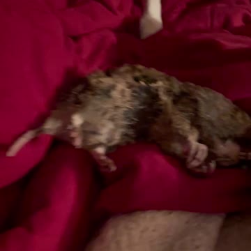 Myrrha the gopher killer