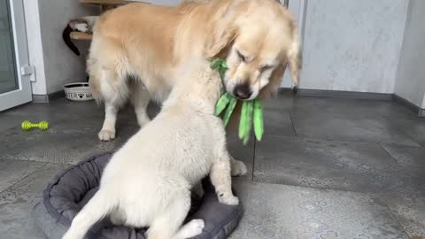 Puppy is trying to take the toy away from the Golden Retriever