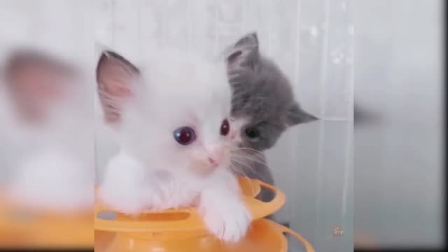 Cute Funny Cat Video 2021 #11