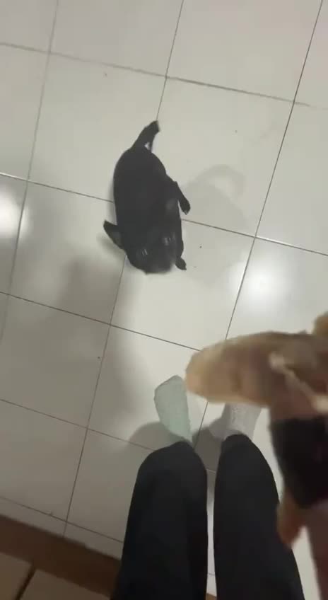 Chomping for food 🤣