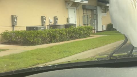 Swan joy ride in parking lot