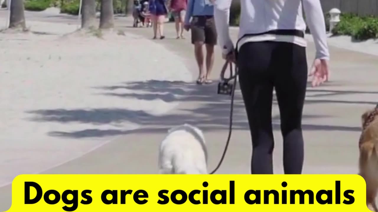 Social Animals #dogfacts #factsaboutdogs