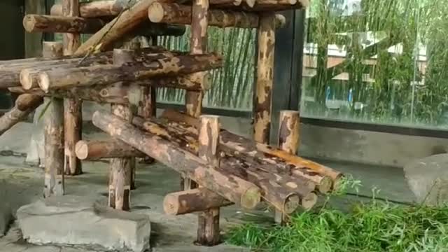 Funny giant panda