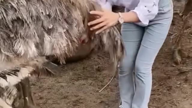 Ostrich lays eggs