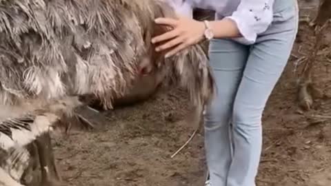 Ostrich lays eggs