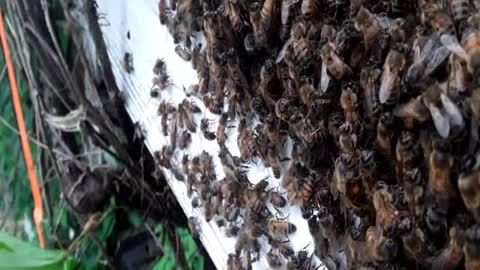 Bees in the soffit