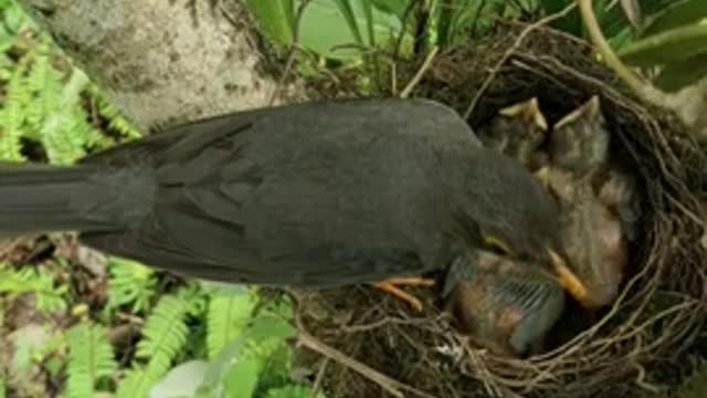 Crow is feeding her child