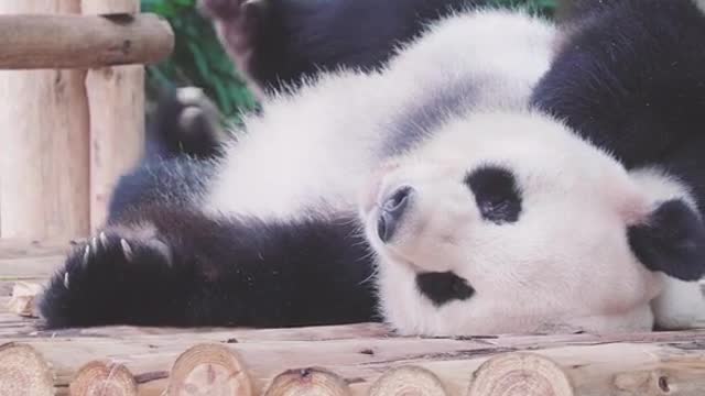 The giant panda, a national treasure