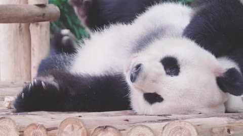 The giant panda, a national treasure