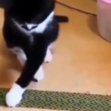 Baby Cat Funny #shorts