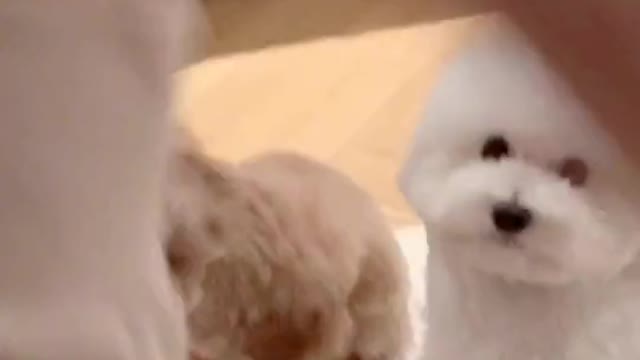 🐻🐩오디션영상#킴미소 #이아라 #틱톡 #tiktok #반려동물 #dogchallenge #마이펫 #댕댕이@펫을부탁해#주간베스트 #스타펫오디션 @tiktok_k