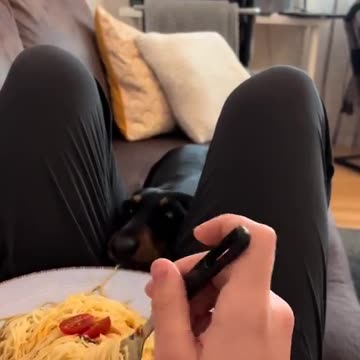 When the dog steals the food from your plate