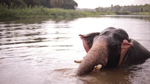 Elephant Playing Along In The River.