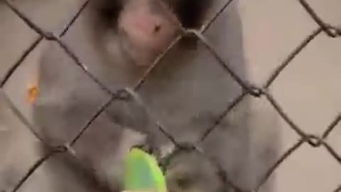 Monkey most funny video