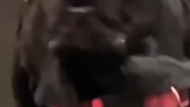 Funny-animals cute short video 📸