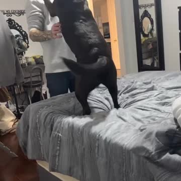 Save me a HUG DOG #dogtraining