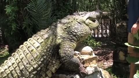 Man pets Alligator. 🤦🏽‍♂️