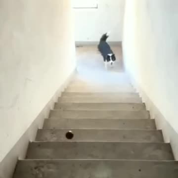 Funny Dog play with himself