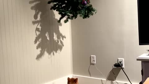 Cat Trying to Climbing Chrismast Tree