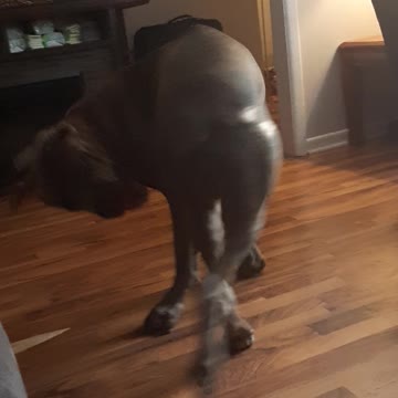 My crazy Dog loves playing around