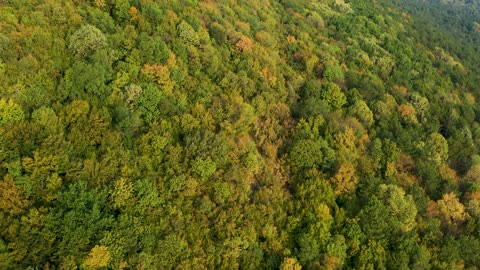 Cinematic View Of The Forest