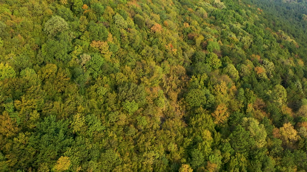 Cinematic View Of The Forest