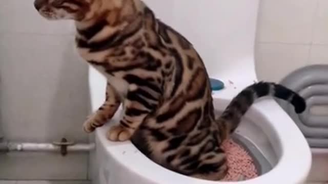 Funny Animals Video - Best Cats😹 and Dogs🐶 Videos of the Month 2022! #4k