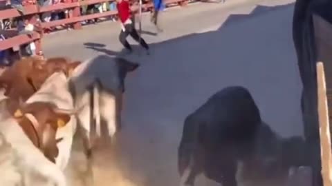 Mess with the bull get the horns! Watch until the end!