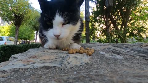 Cat with big paws living in the cat park is very cute and loving