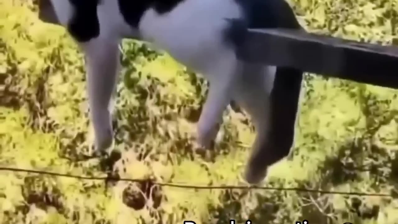🤣FUNNY CATS😺 IN THE WORLD🤣 FUNNY AND FIELS PETS VIDEO