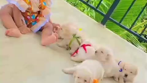 Funny baby and funny dog beautiful video(nice video )