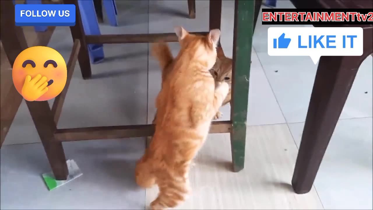 CAT 🐈😺 FUNNY FIGHT