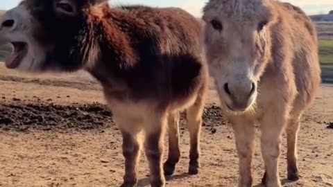Funny donkey funny donkey #funnyvideoe #funnyvideocall