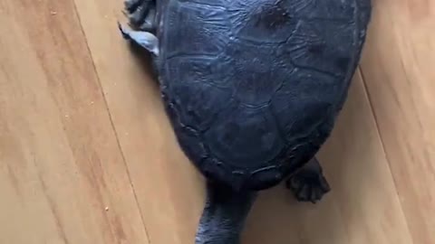 Different kind of tortoise