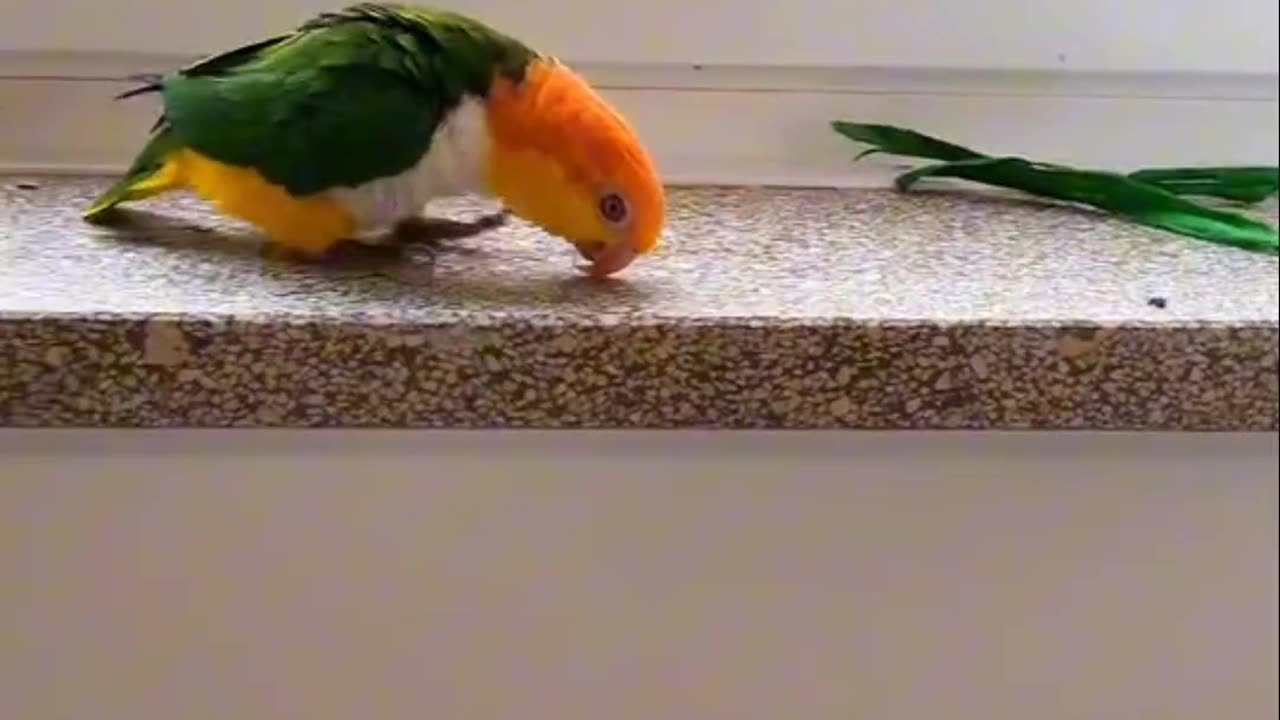 Beautiful bird dance