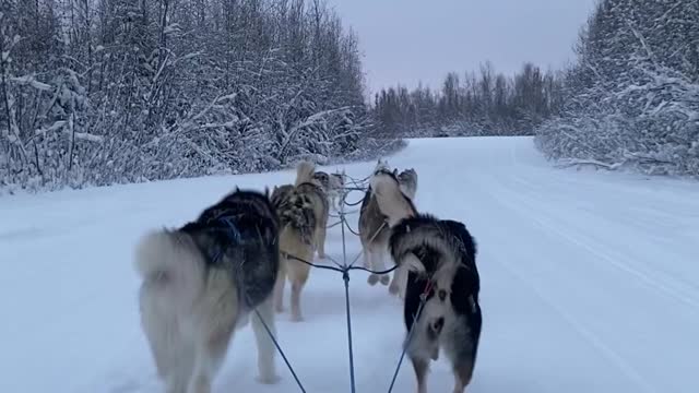 Beautiful Husky Dog Sledding in Fairbanks, Alaska in December, 2021