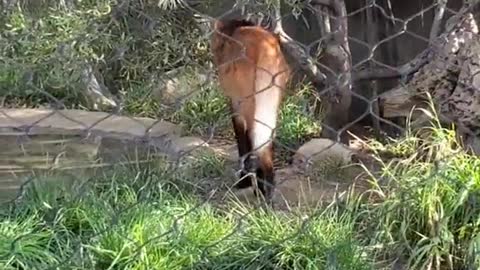 Maned Wolf is Ready for the Runway