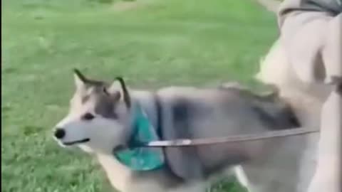 😂 Funniest Cats and Dogs Videos 😺🐶 || 🥰😹 Hilarious Animal Compilation N1